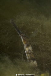 Greater pipefish Syngnathus acus under a jetty on the Swe... by Therese Johannesson 
